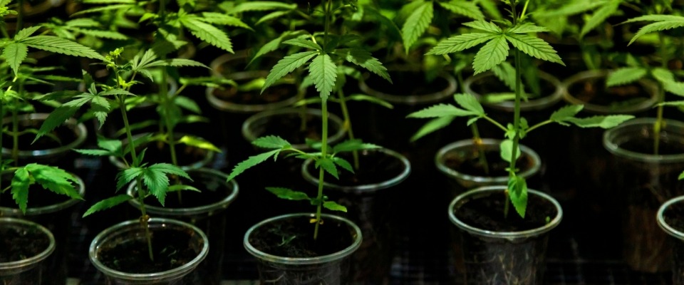 THC Therapeutics Cannabis Wellness OZ – Consumer Awareness Study